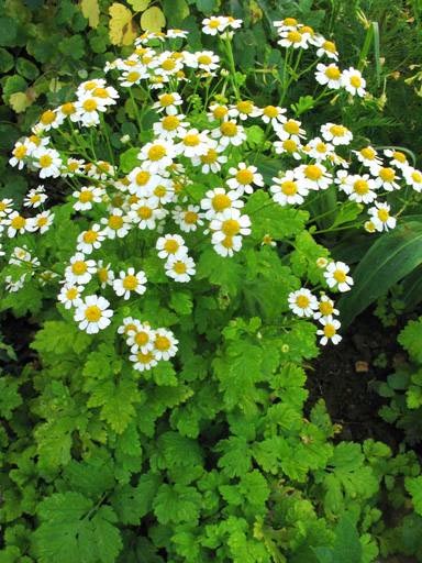 Feverfew Tanacetum parthenium